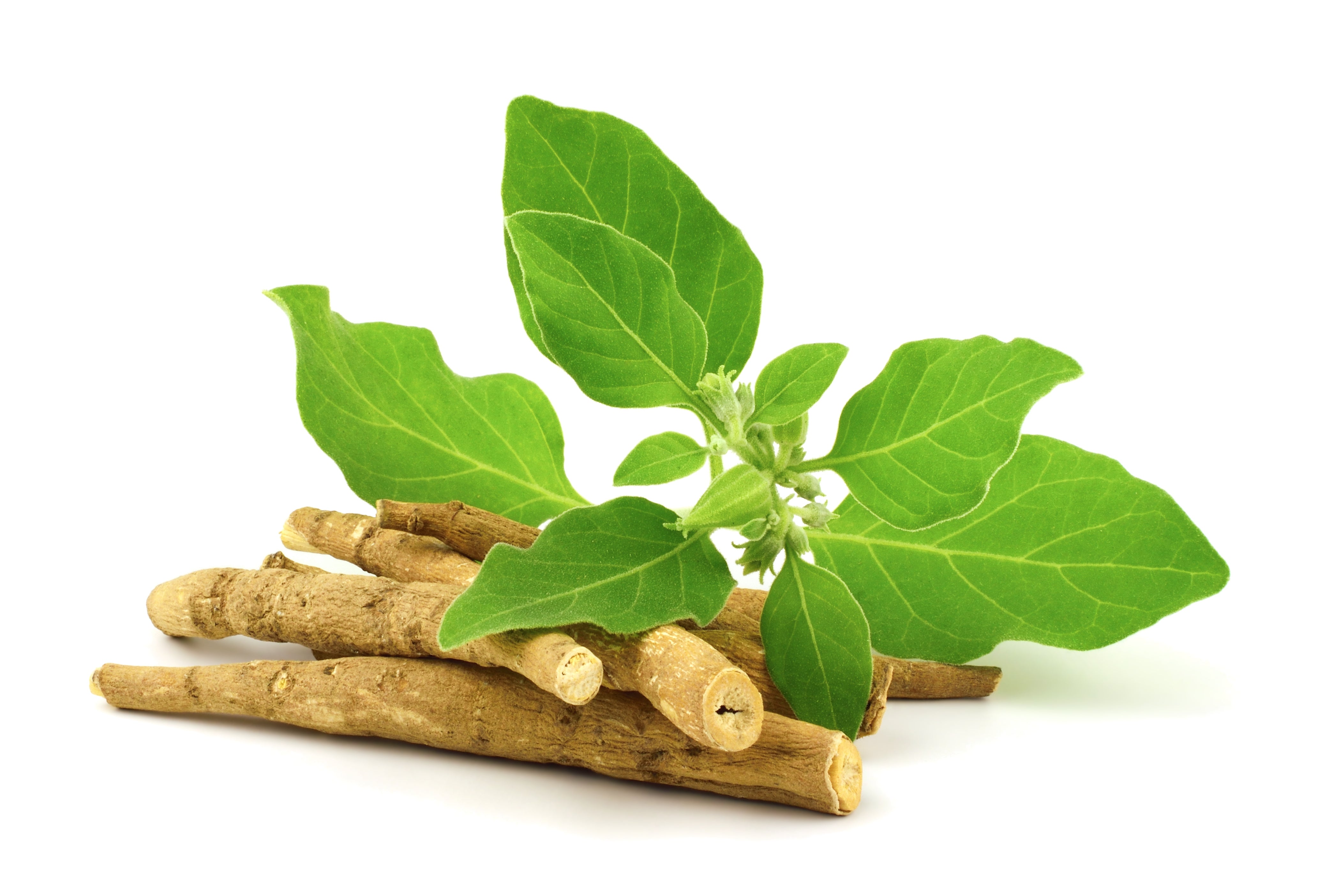 Ashwagandha Wurzeln zur Gewinnung von naturreinem Ashwagandha Öl (Withania sonifera)    aus nachhaltigem Anbau.