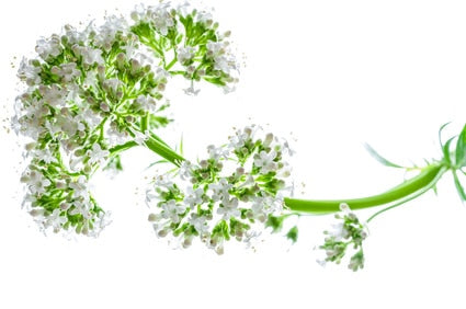 Baldrianpflanze zur Gewinnung von Baldrianwurzelöl (Valeriana officinalis) ätherisches Öl