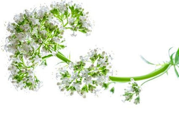 Baldrian (Valeriana officinalis) - ätherisches Öl - von ESSENCE - PUR | naturrein & hochwertig