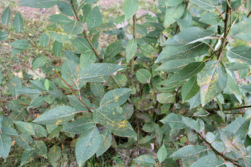 Balsam - Pappel - Öl (Populus balsamifera) - von ESSENCE - PUR | naturrein & hochwertig