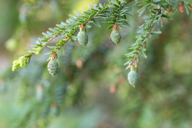 Balsamtanne mit frischen Zweigen und Zapfen zur Gewinnung von Tolu Balsam Absolue 100%