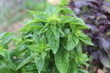 Basilikumöl bio (ct. Linalool) - von ESSENCE - PUR | naturrein & hochwertig