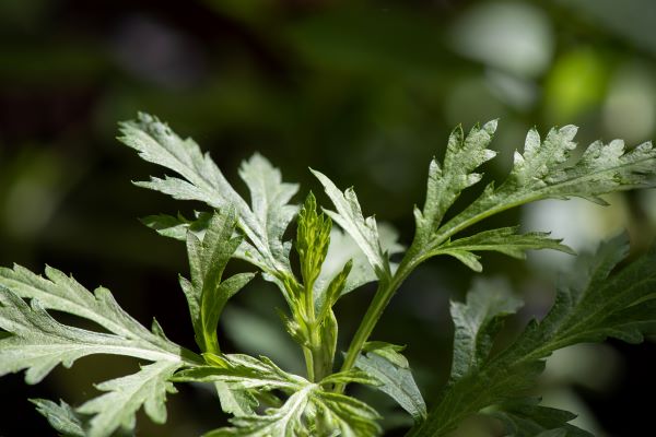einjähriger Beifuß zur Gewinnung von Beifußöl bio einjährig (Artemisia Annua)
