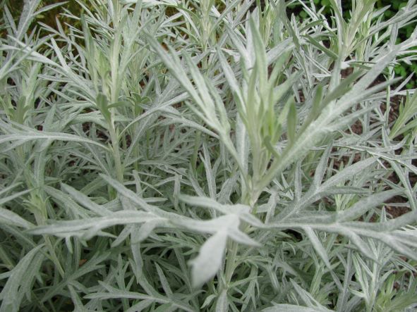 weißer Beifuß zur Gewinnung von Beifußöl weiß bio (Herba Alba)