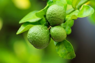 3 Bergamottefrüchte am Zweig zur Gewinnung von Bergamotte bio (bergaptenfrei) - Reife Bergamottenfrüchte – stehen für naturreines Bio-Bergamotteöl, furocoumarinfrei