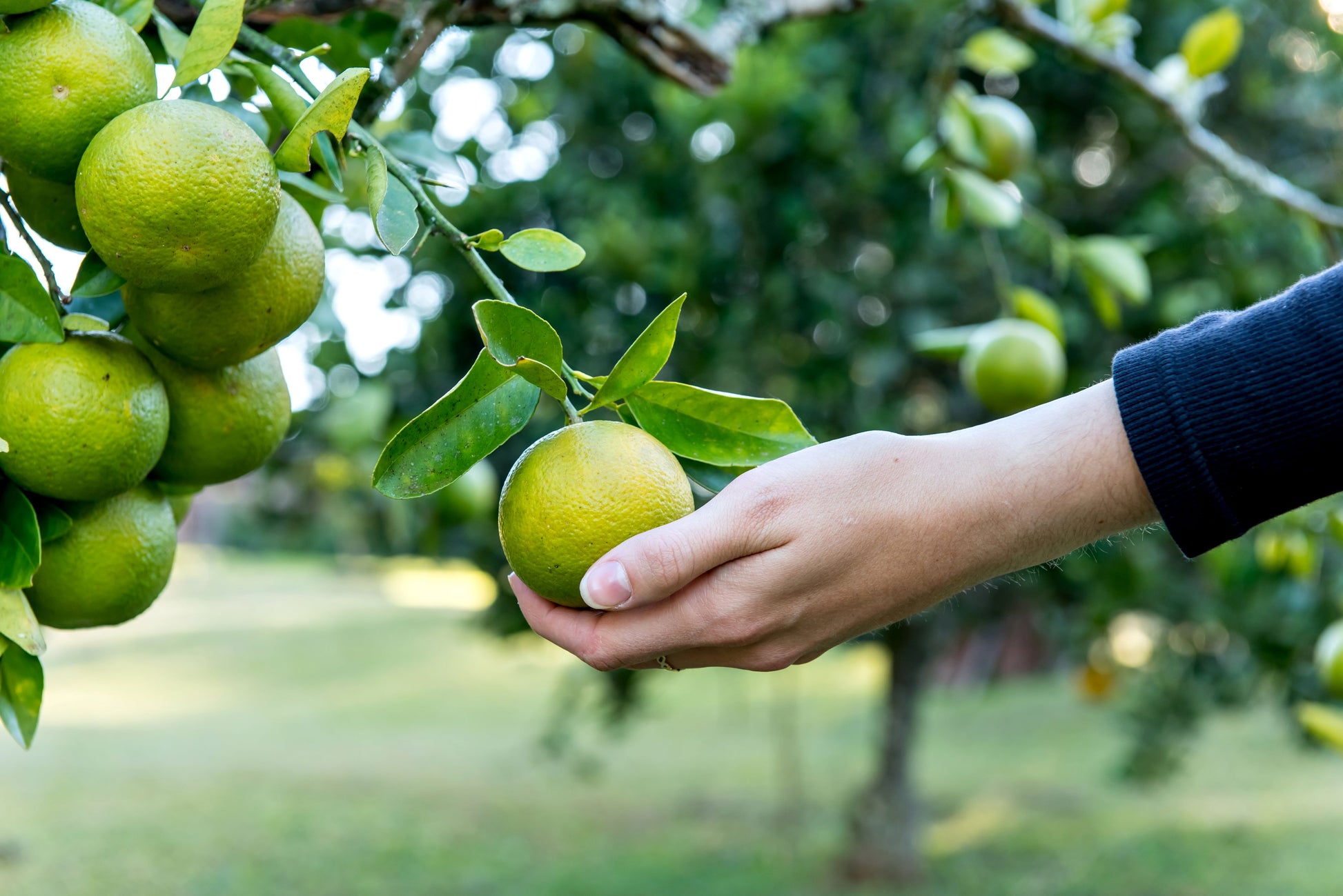 Hand pflückt eine grün-gelbe Bergamotte – Symbol für naturreines Bio-Bergamotte-Öl aus Italien