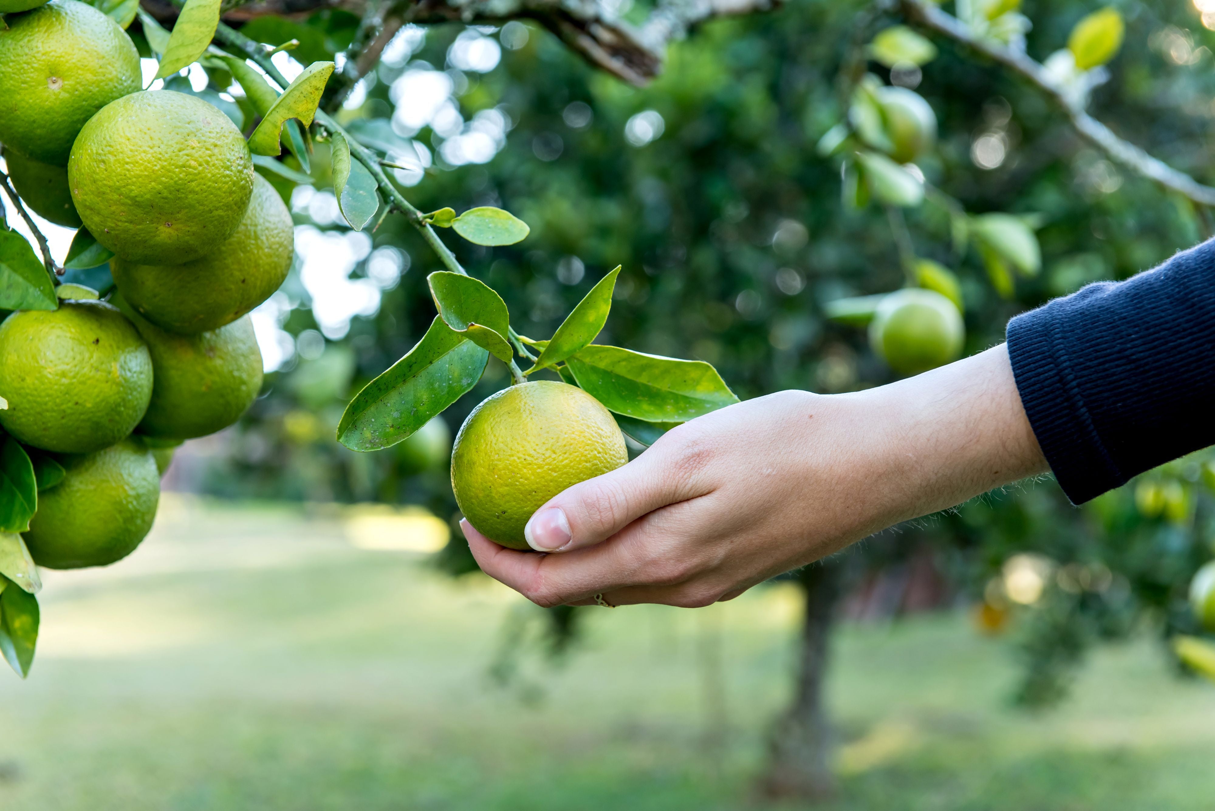 Hand pflückt eine grün-gelbe Bergamotte – Symbol für naturreines Bio-Bergamotte-Öl aus Italien