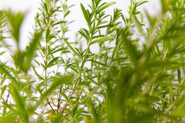 Blüten und Blätter des Bergbohnenkrauts – repräsentiert naturreines Bio-Bergbohnenkrautöl aus Spanien, ECO-zertifiziert- Bergbohnenkraut zur Gewinnung von Bergbohnenkrautöl bio - Satureja montana (ätherisches Öl)