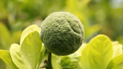 Bitterorange grün am Strauchzur Gewinnung von hervorragendem Bitterorangenöl grün bio (ätherisches Öl)