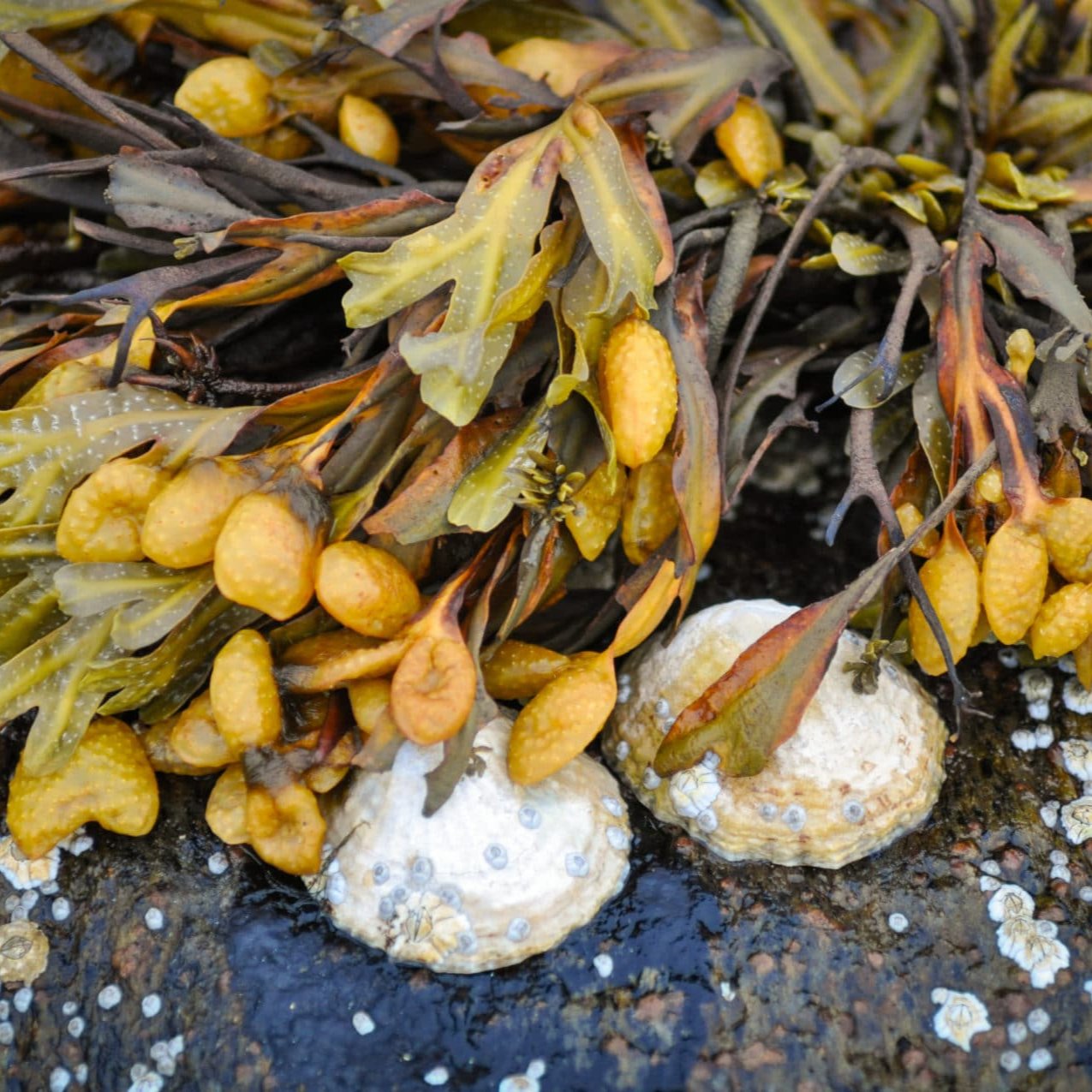 Blasentang am Strand zur Gewinnung von Alge absolue (fucus vesiculosus) 10% Bio-Alkoholverdünnung