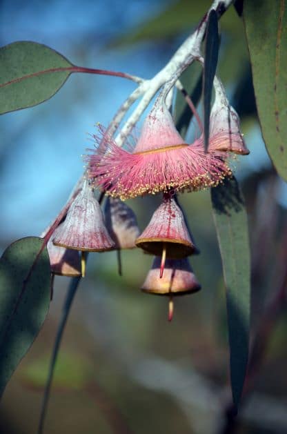 Blue Mallee wildwachsend zur Gewinnung von Eukalyptus Blue Mallee bio