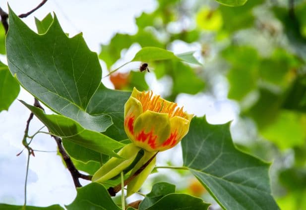 Tulpenbaum mit Blüte zur Herstellung von Tulpenbaum Absolue 50% (Bio-Alkoholverdünnung)