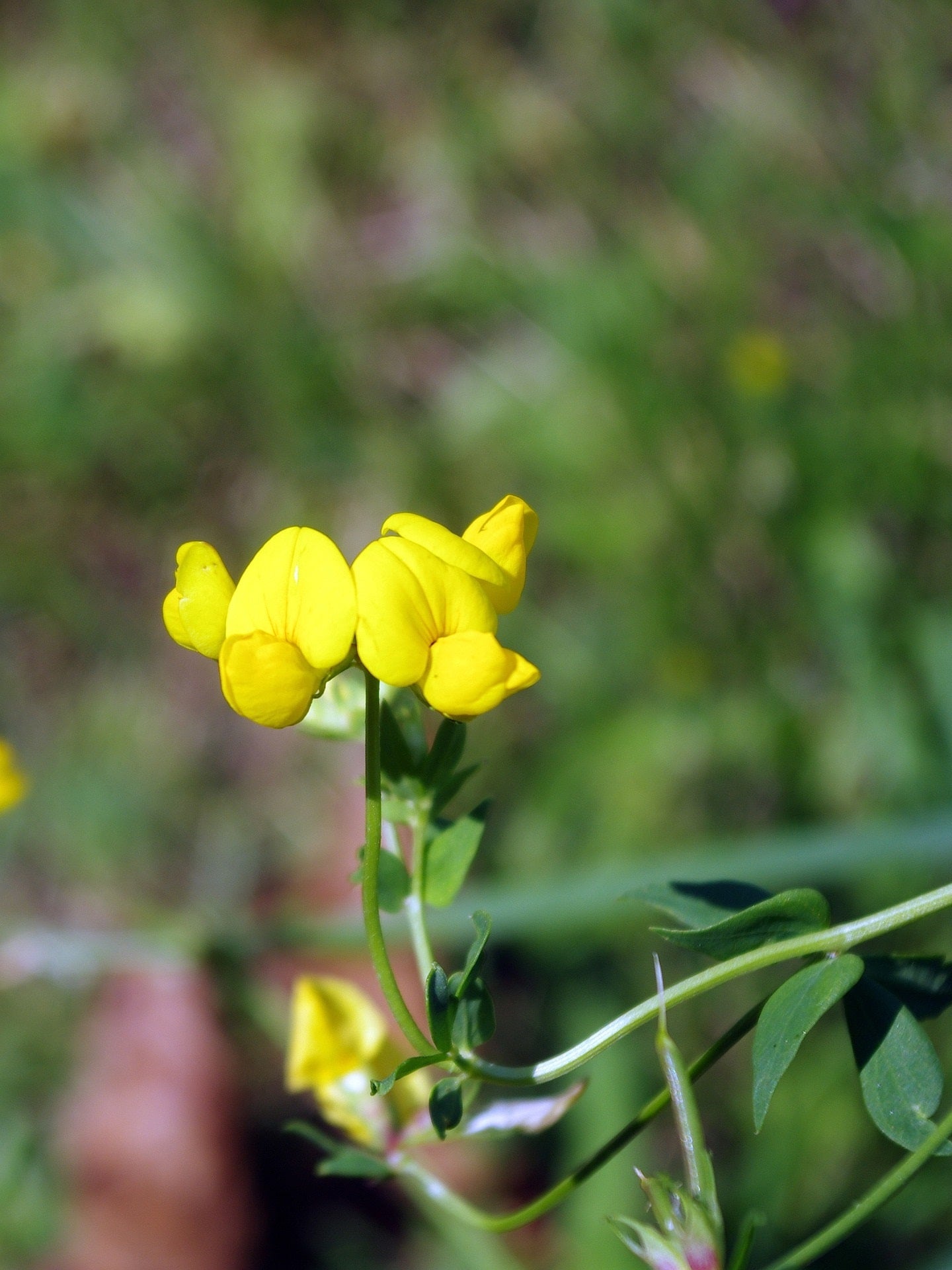 Bockshornklee mit Blüte zur Gewinnung von Bockshornklee absolue
