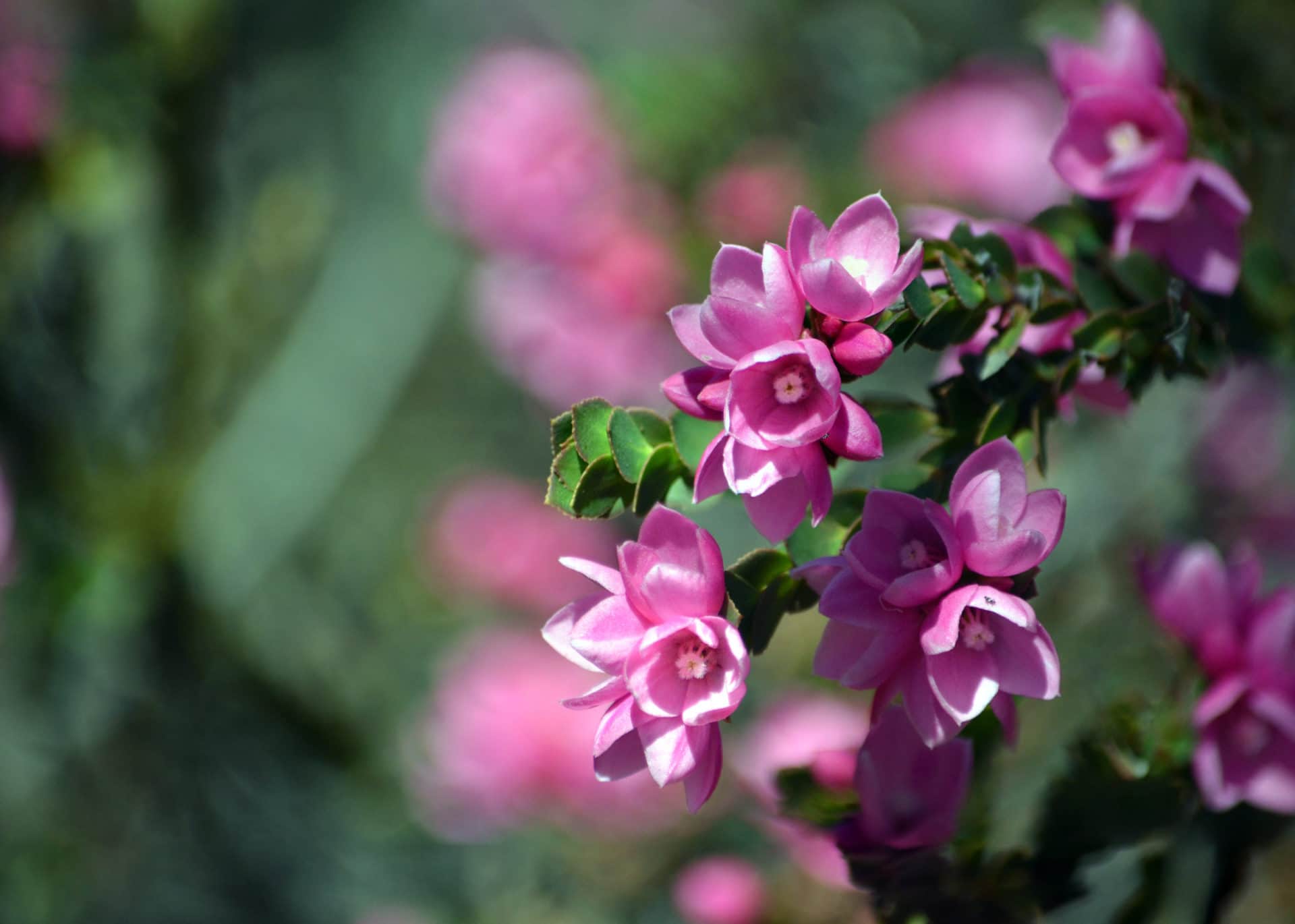 Lila Boroniablüten zur Gewinnung von Boronia absolue 5% (Bio-Alkoholverdünnung)