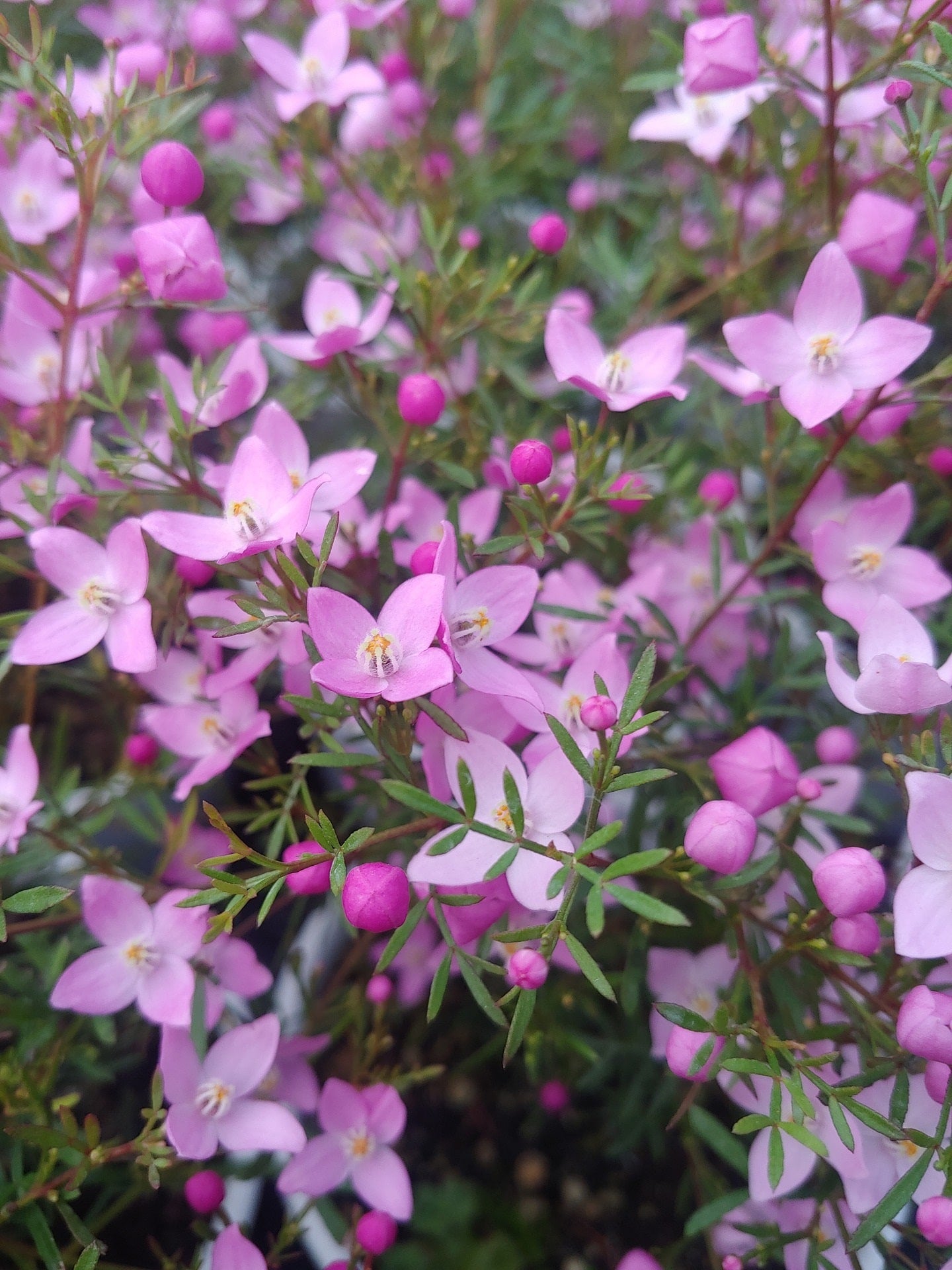 Boronia in Blüte zur Gewinning von Boronia absolue 100% (ätherisches Öl)