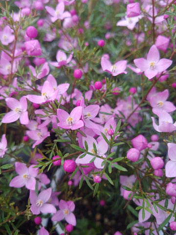 Boronia Absolue 100% - von ESSENCE - PUR | naturrein & hochwertig