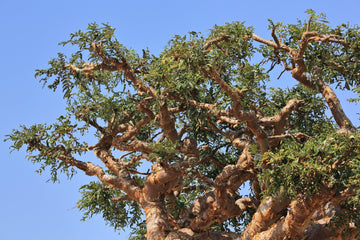 Weihrauch Öl bio (Boswellia carterii) - von ESSENCE - PUR | naturrein & hochwertig