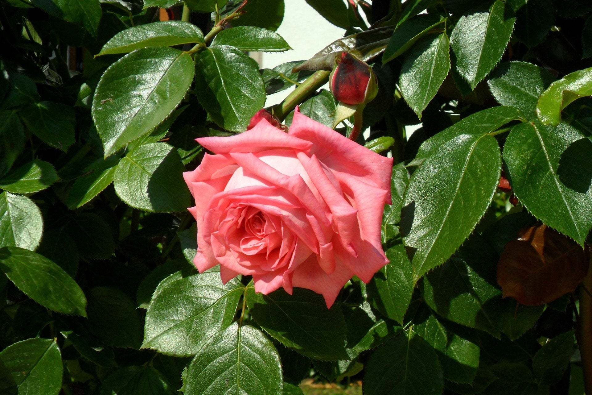 Rose Bulgarien zur Gewinnung von Rosenöl bio (Bulgarien) 10% Bio-Alkoholverdünnung