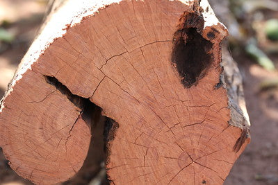 Alt Holz eines Cabreuva Baumes zur Gewinnung von Cabreuva - Myrocarpus fastigiatus (ätherisches Öl). Das Bild zu Cabreuva wood wurde uns von unserem Freund Rodolfo Coletti zur Verfügung gestellt.