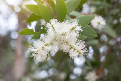 Blüten am Cajeputbaum zur Gewinnung von mildem Cajeput extra bio Öl