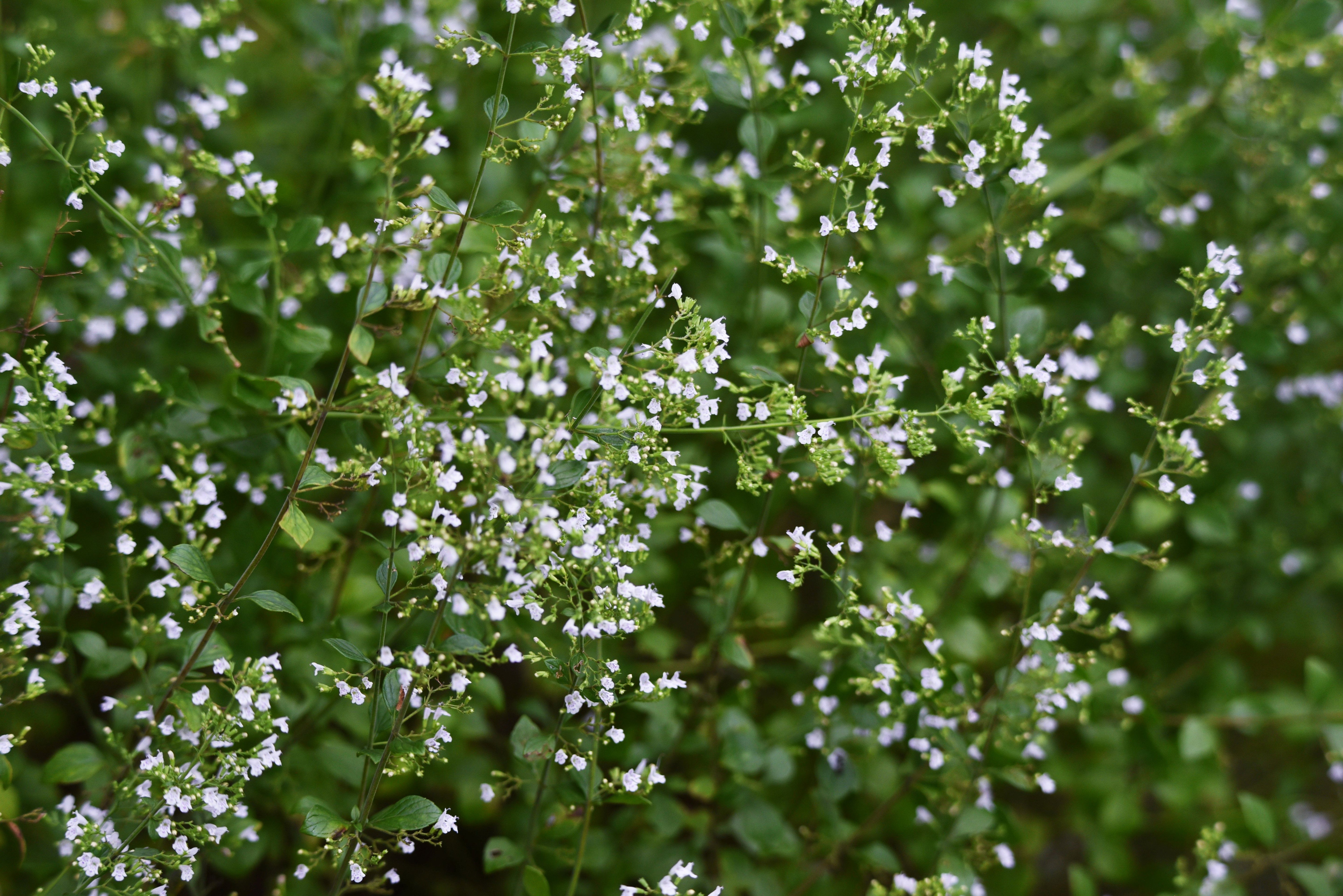 Blühende Calamintha nepeta – eine wertvolle Bienenweide mit zarten weißen Blüten