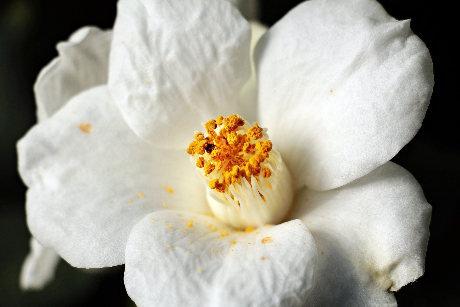 Camellia oleifera zur Gewinnung von Kameliensamenöl bio (Camellia oleifera)