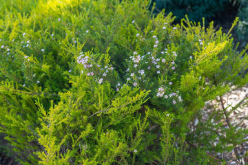 Cape May (ätherisches Öl) - von ESSENCE - PUR | naturrein & hochwertig