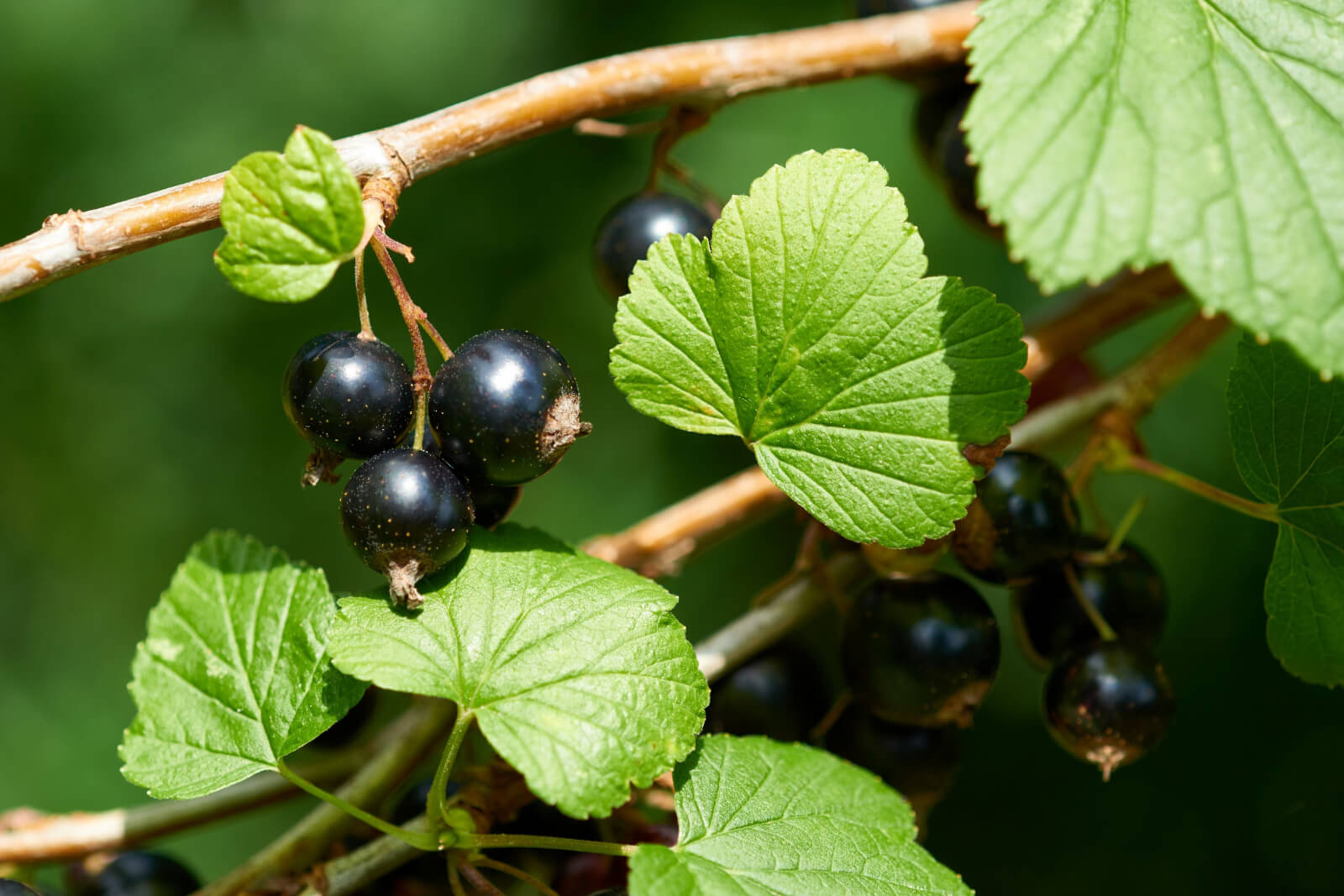 Frische schwarze Johannisbeeren (Cassis) an einem Zweig mit leuchtend grünen Blättern – Symbol für die lebendige, fruchtige Essence des Cassis Hydrolats.