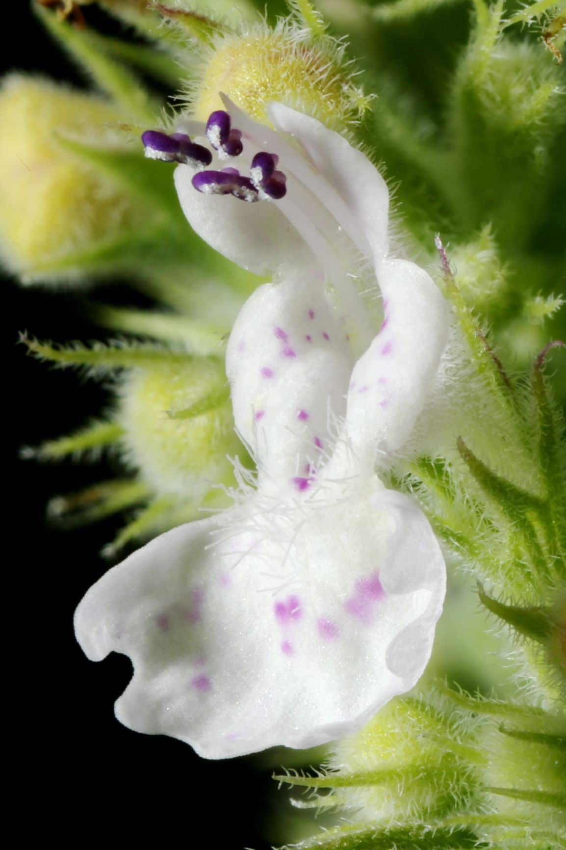 Cat-Mint-Katzenzitronenminze zur Gewinnung von Zitronenminze Öl bio (Weiße Melisse)