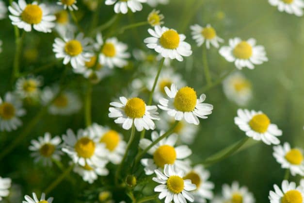 Chamaemelum nobile - römische Kamille im Feld zur Gewinnung von Kamille römisch bio (ätherisches Öl)