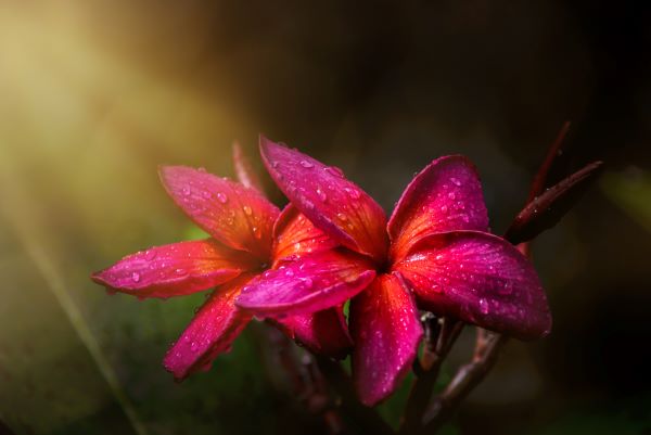 Champaca Blüte zur Herstellung von Champaca rot absolue (Bio-Alkoholverdünnung)