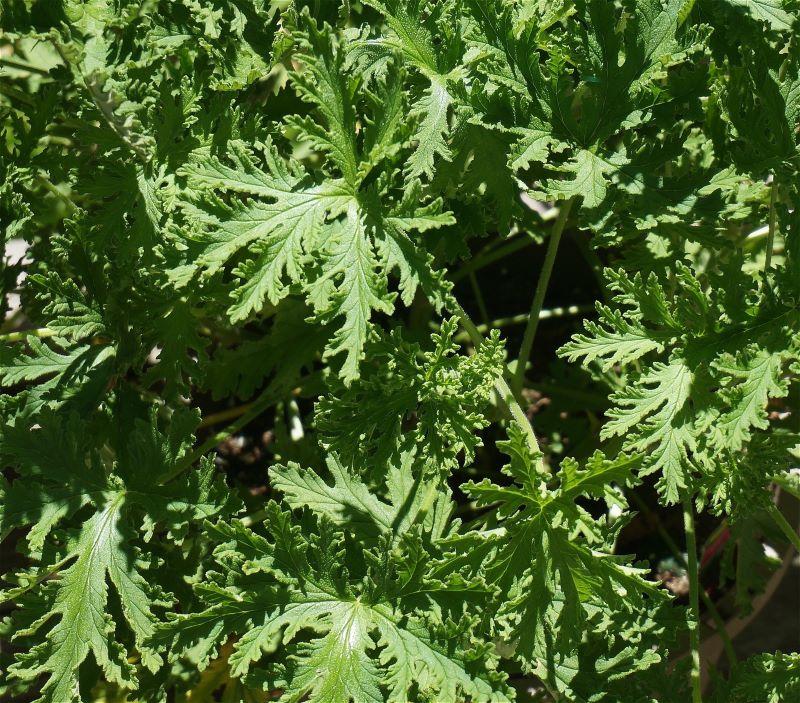 Citronellablätter zur Gewinnung von Citronellaöl bio (Ceylon)