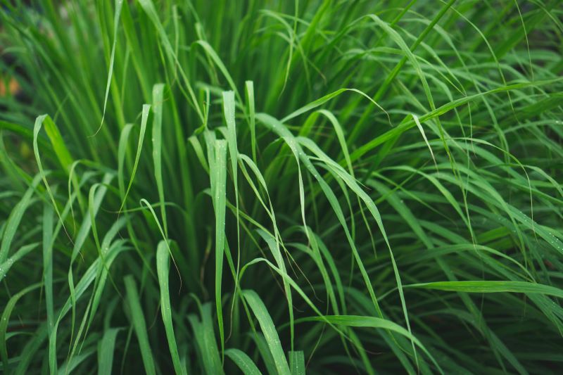 Citronella Gras (Cimpobogon winterianus) zur Gewinnung von Citronellaöl bio (de Java)
