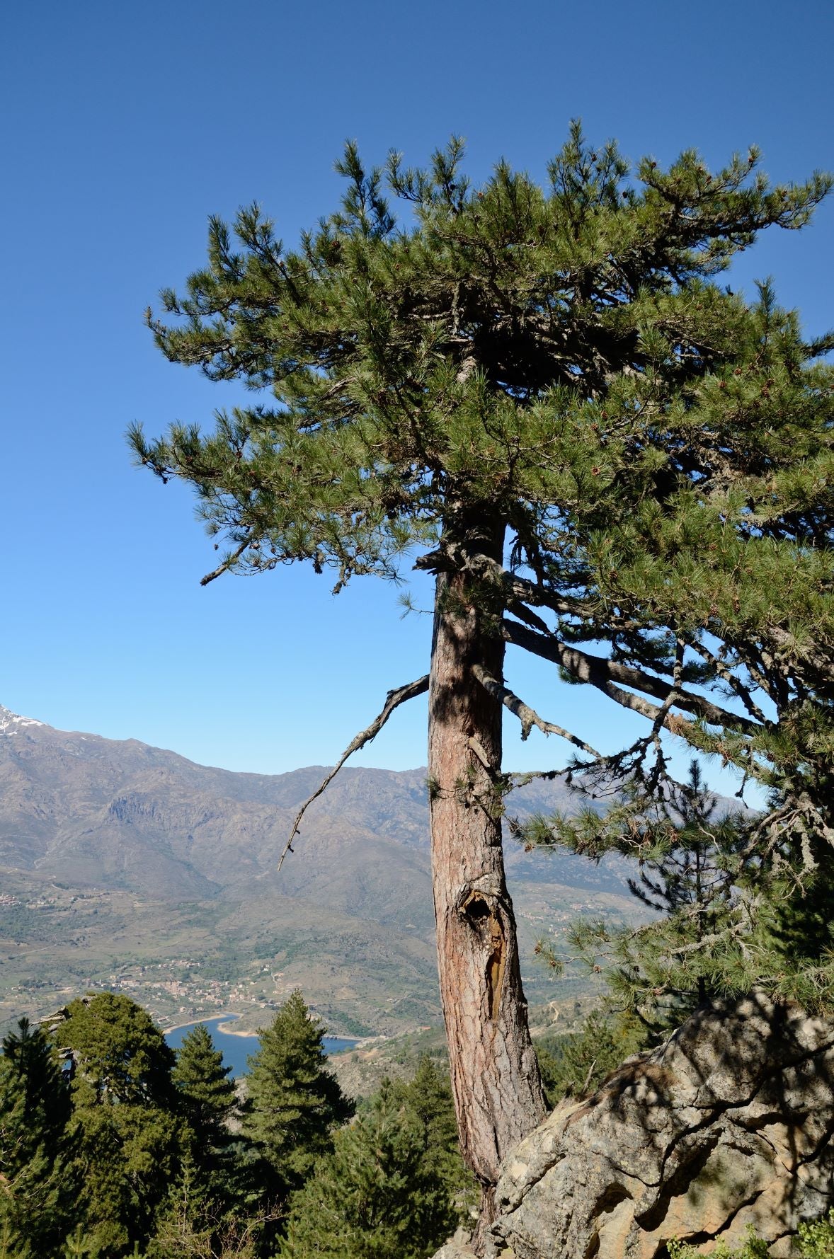 Lariciokiefer auf Korsika zur Gewinnung von Kiefernöl bio (Pinus laricio) aus Korsika – Ätherisches Öl