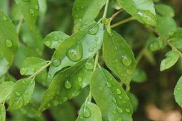 Curryblätter (ätherisches Öl) - von ESSENCE - PUR | naturrein & hochwertig