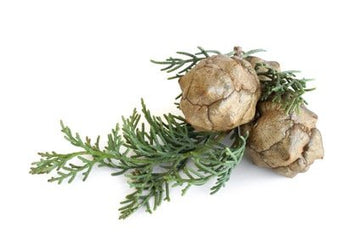 Zypressenöl grün bio (Cupressus sempervirens L.) - von ESSENCE - PUR | naturrein & hochwertig