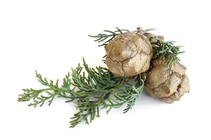 Zypressenzweig mit Frucht zur Gewinnung von Zypressenöl grün bio (ätherisches Öl)