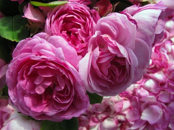 Damast Rose zur Herstellung von Rosenöl absolue (Ägypten) 20% Bio-Alkoholverdünnung