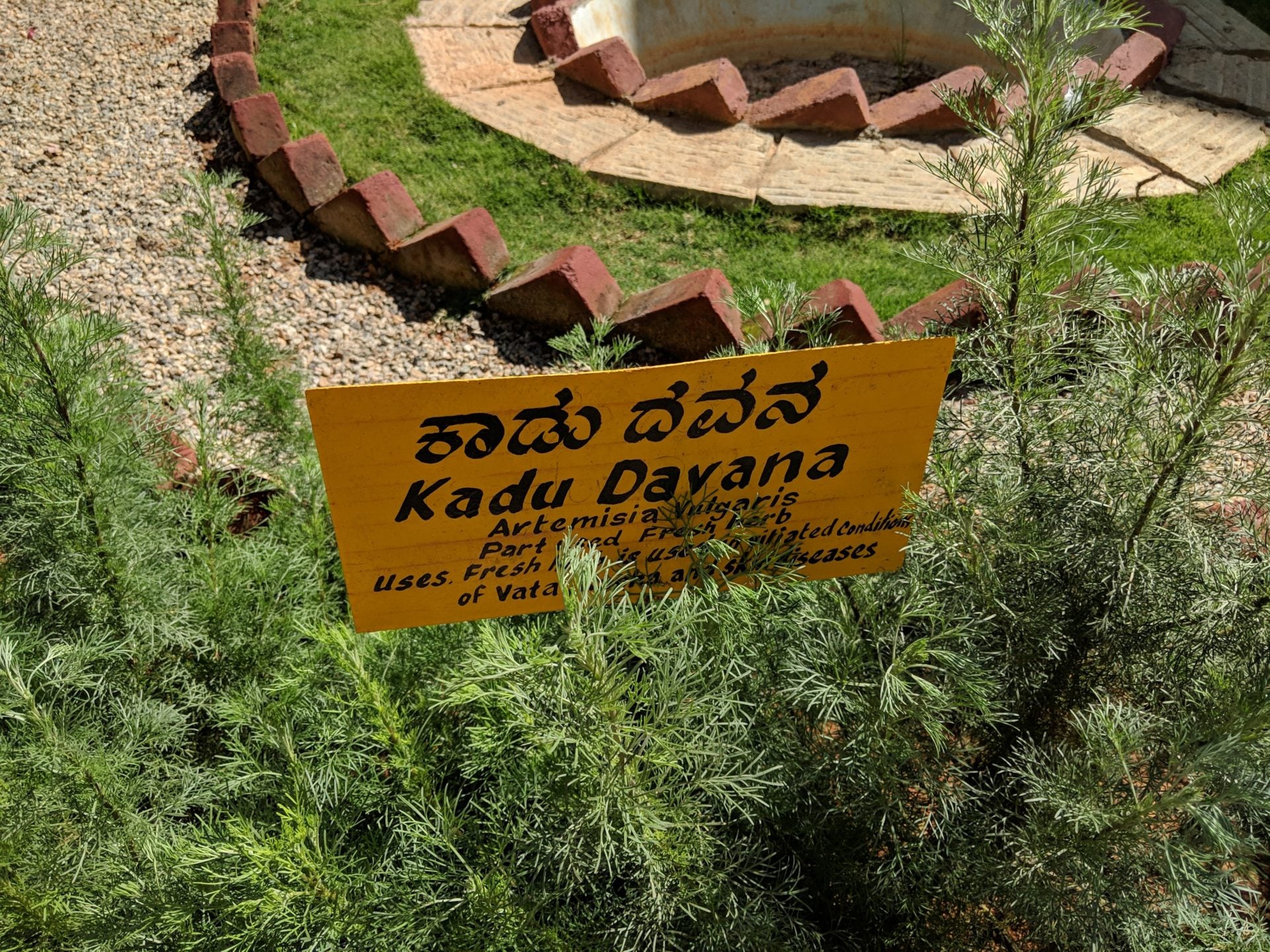 Kadu-Davana zur Gewinnung von Davanaöl org. (ätherisches Öl)