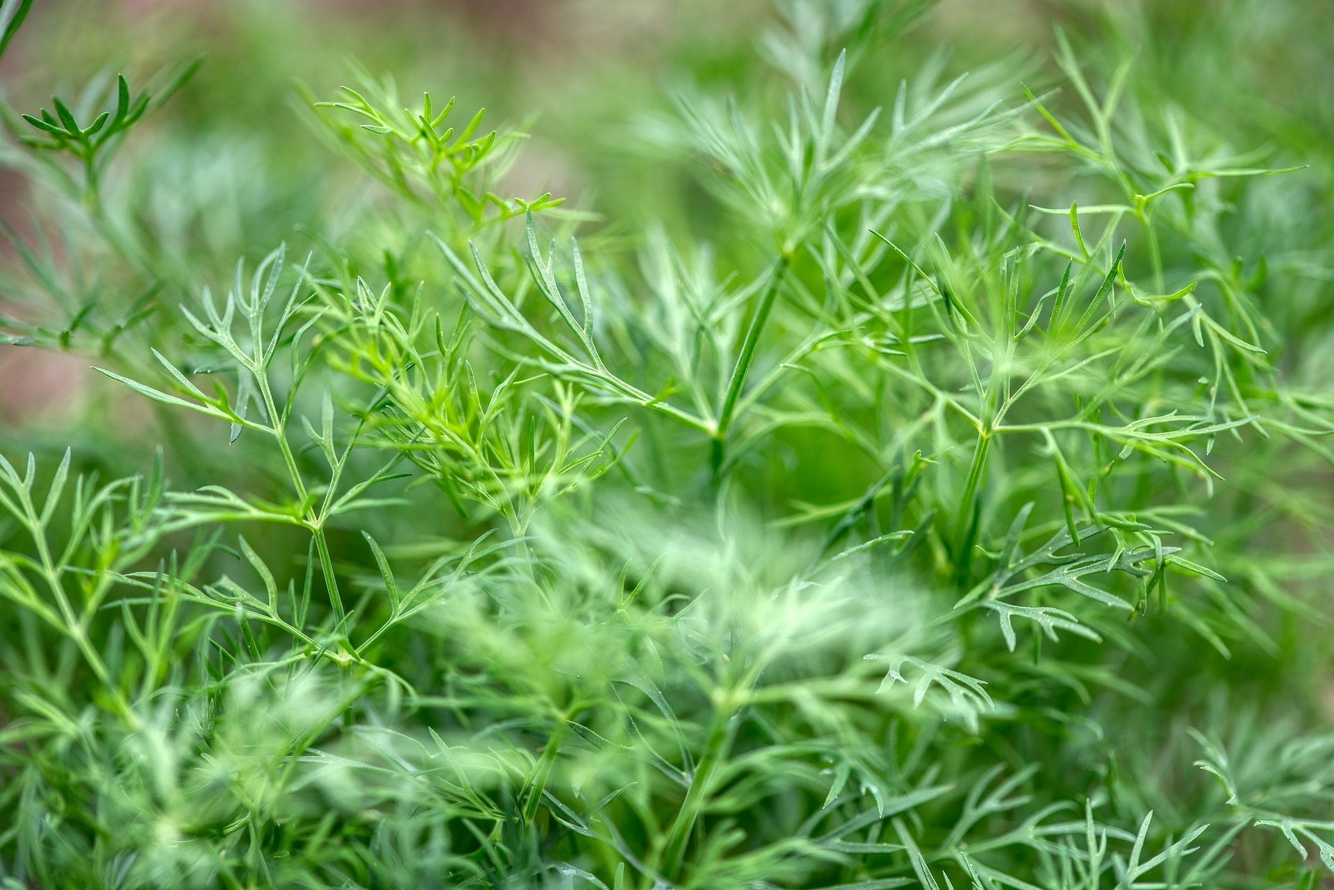 Dill zur Gewinnung von Dillkraut bio (ätherisches Öl)