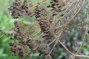 Dillsamenöl wild (ätherisches Öl) - von ESSENCE - PUR | naturrein & hochwertig