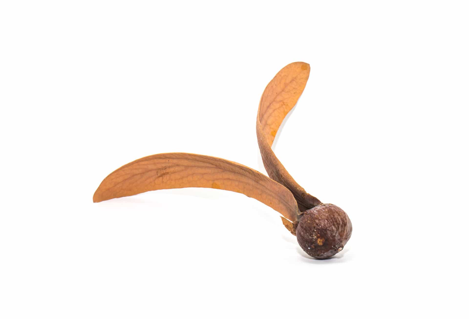 Dipterocarpus turbinatus zur Gewinnung Gurjun Balsam Öl (ätherisches Öl)