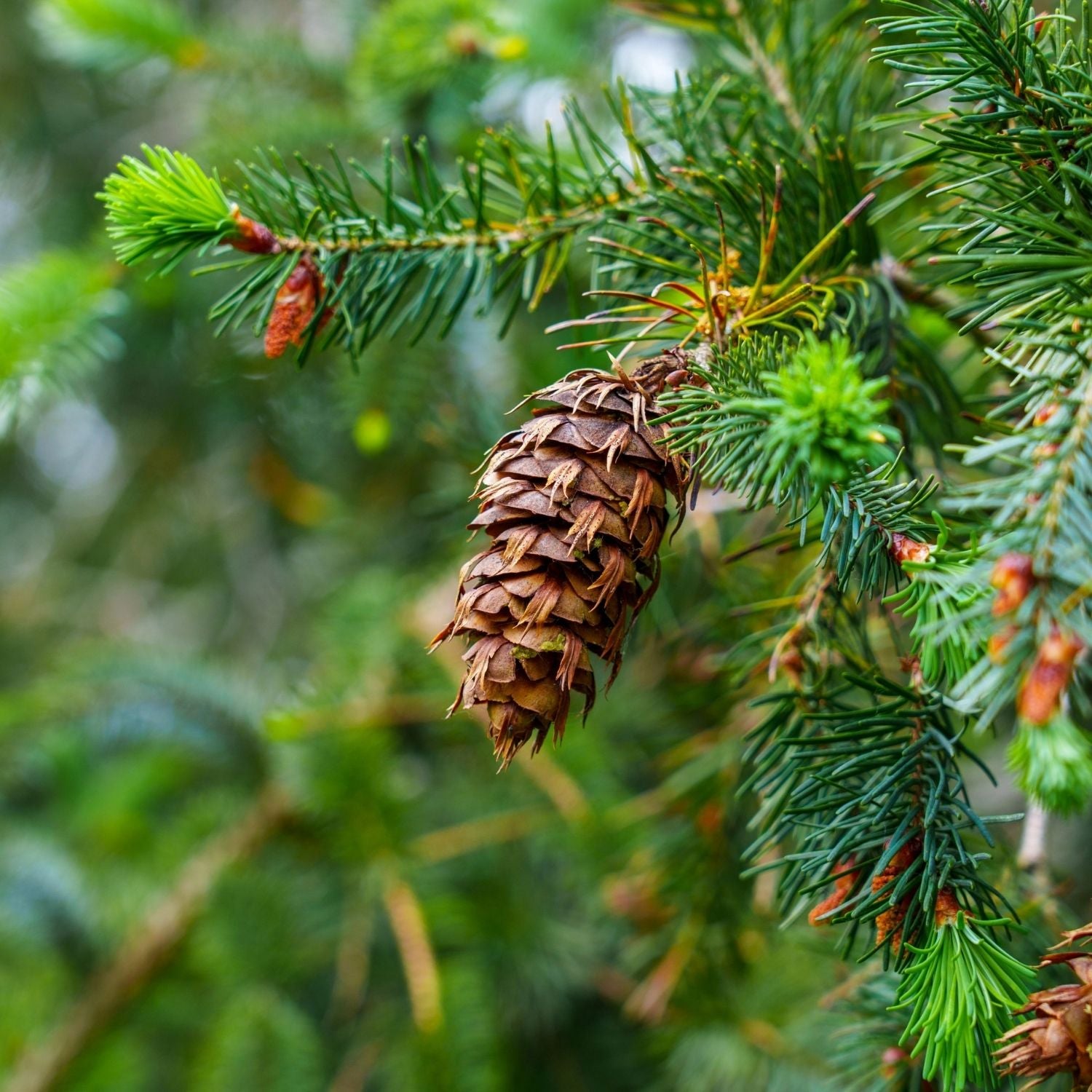 Zweig der Douglasie, Pseudotsuga zur Gewinnung von Bio Douglasfichtenöl 