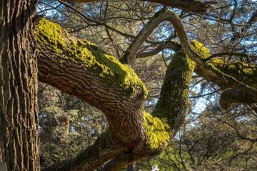 Eichenmoos Absolue 60% - Evernia prunastri extrakt (Bio - Alkoholverdünnung) - von ESSENCE - PUR | naturrein & hochwertig