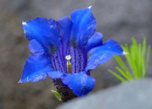 blauer Enzian zur Gewinnung von Enzian absolue (ätherisches Öl)