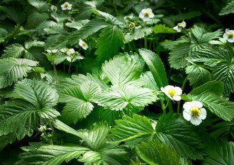 Erdbeerblatt Absolue 20% (Bio - Alkoholverdünnung) - von ESSENCE - PUR | naturrein & hochwertig