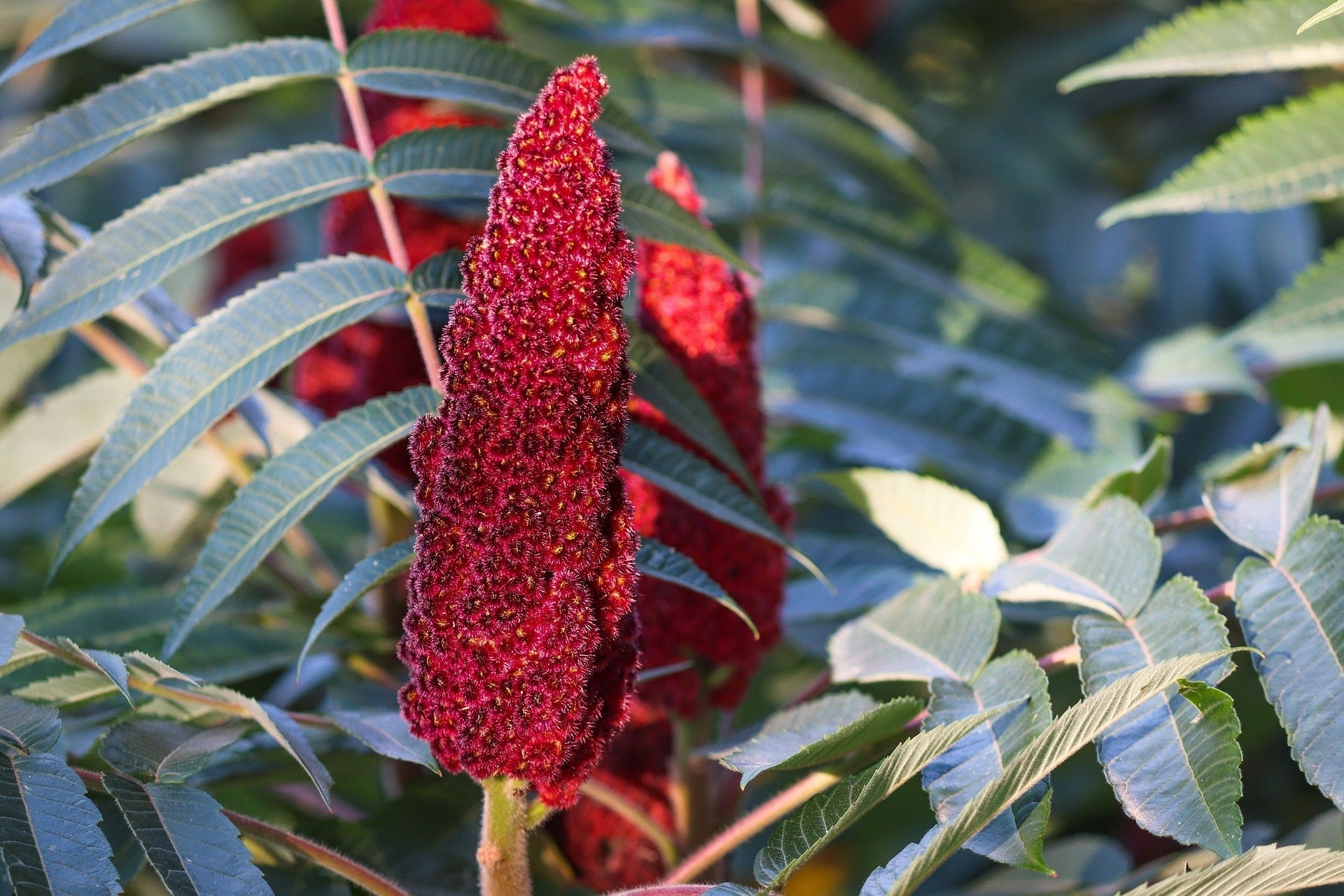 Essigbaum_rhus zur Gewinnung von Sumach (Taratanabaum) ätherisches Öl