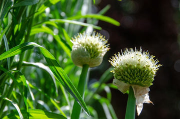 Estragonöl bio (ätherisches Öl) - von ESSENCE - PUR | naturrein & hochwertig