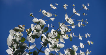Eukalyptusöl kochii - von ESSENCE - PUR | naturrein & hochwertig