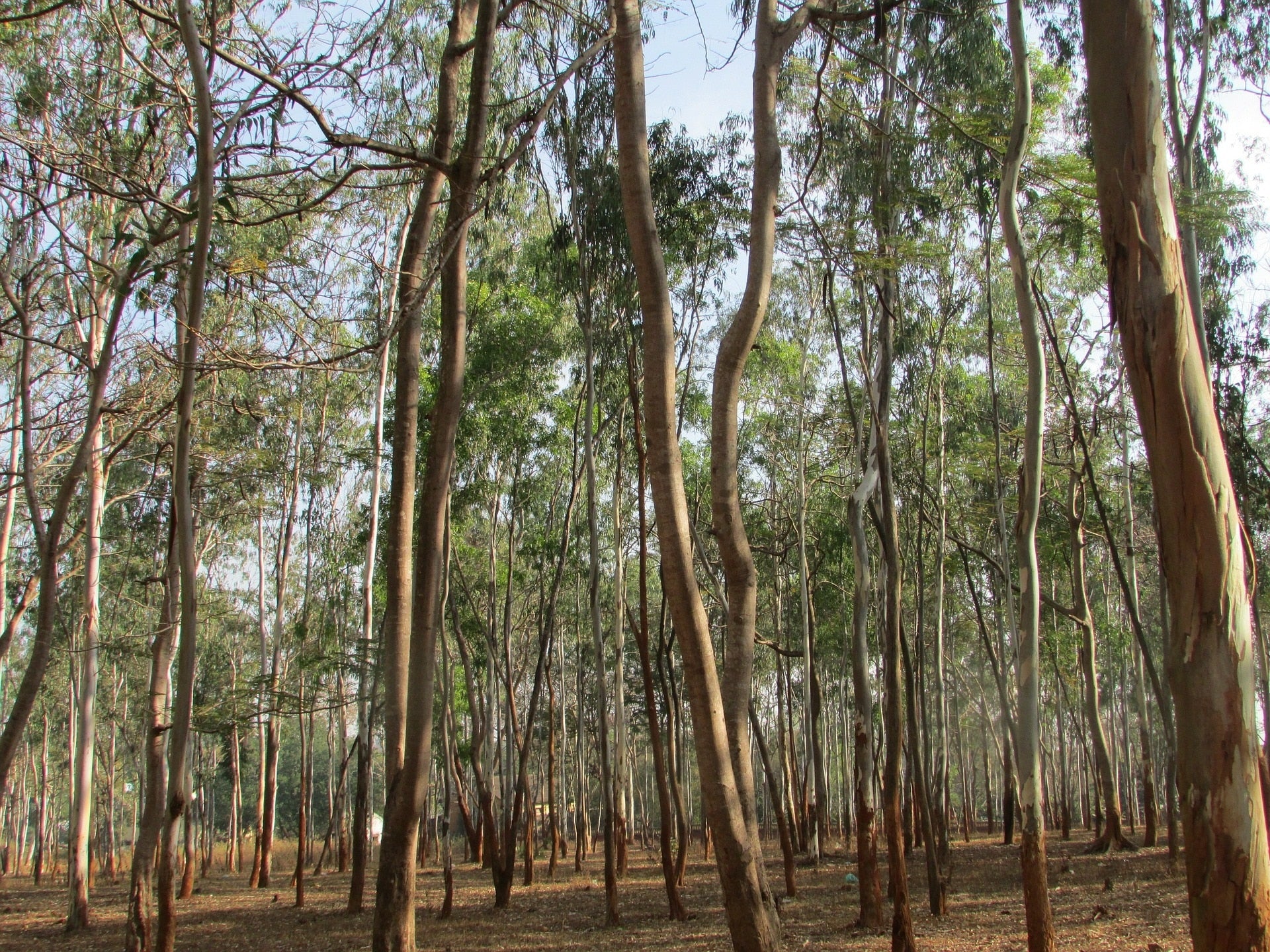 Eukalyptus Bäume zur Gewinnung von Eukalyptusöl sieberi (sieberiana)